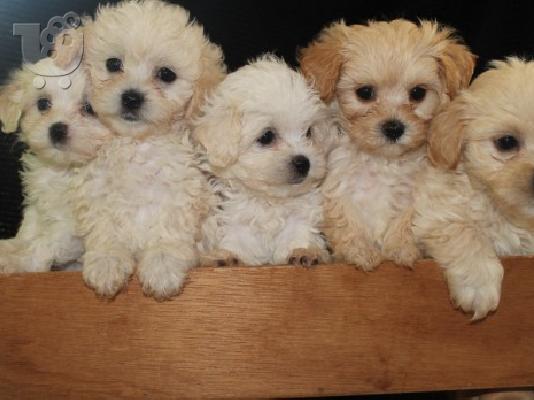 PoulaTo: Maltese puppy
